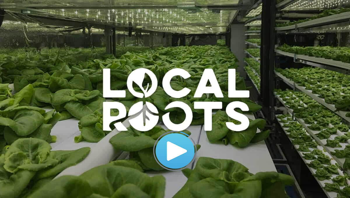local-roots-fi-cs-video